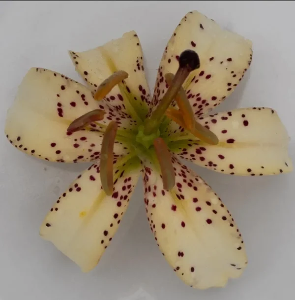 Creamy spotted lily blossom, top-down view