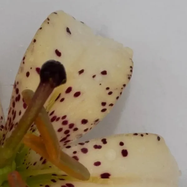 Close-up of spotted white lily petal