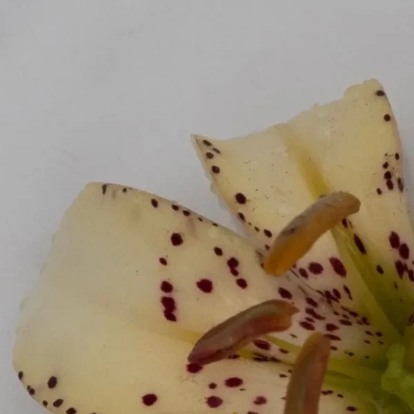 Pale yellow spotted lily close-up