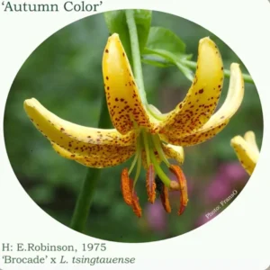 Yellow spotted lily with recurved petals