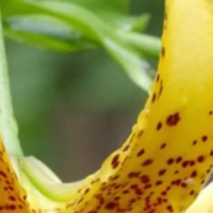 A close up of the flower with yellow and brown spots