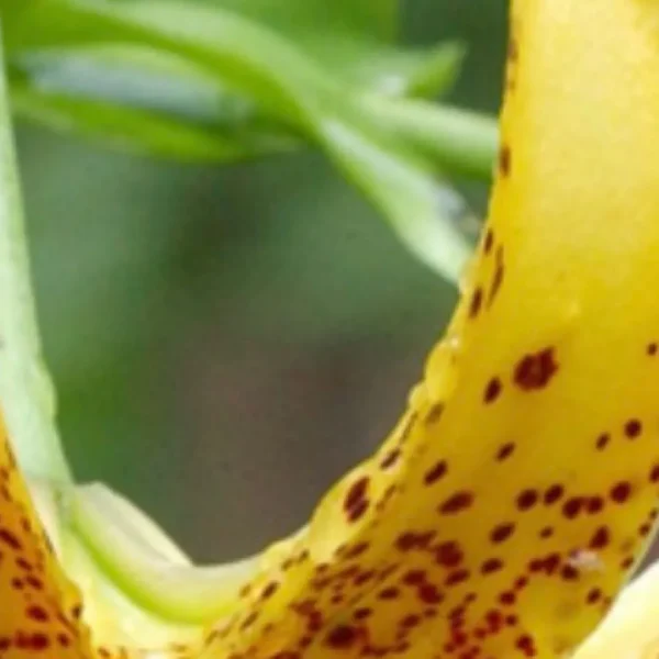 A close up of the flower with yellow and brown spots
