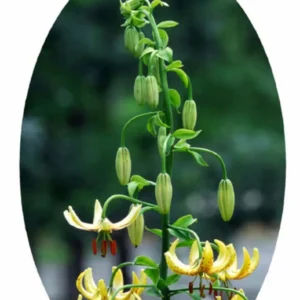 A plant with yellow flowers growing from it.