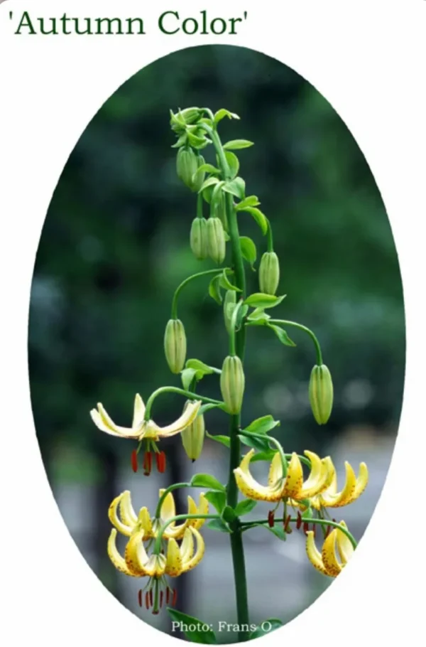 A plant with yellow flowers growing from it.