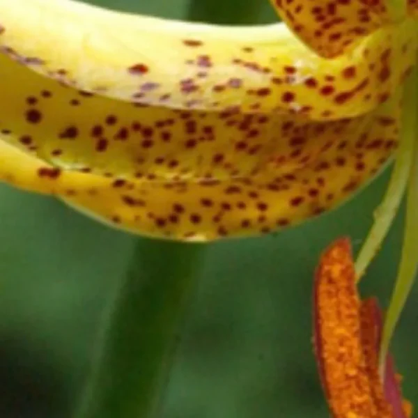 Yellow spotted lily petal with anther