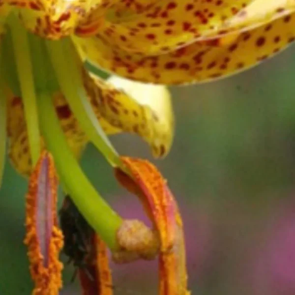 Macro of yellow spotted lily stamens and pollen