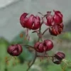 maroon curled lily buds and blooms