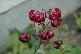 maroon curled lily buds and blooms