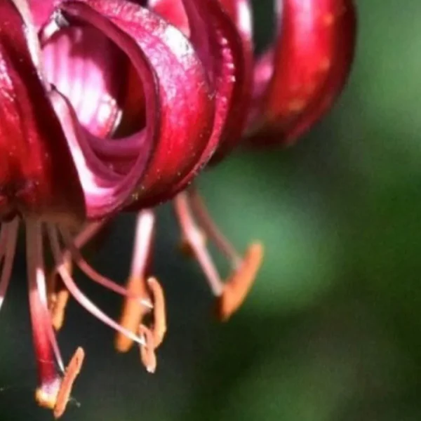 A close up of the flower of a red tiger lily.