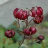 Nodding maroon Turk's cap lily blossoms