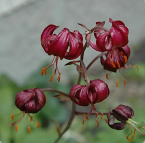 Nodding maroon Turk's cap lily blossoms