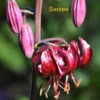 Curled red Turk's-cap lily with buds