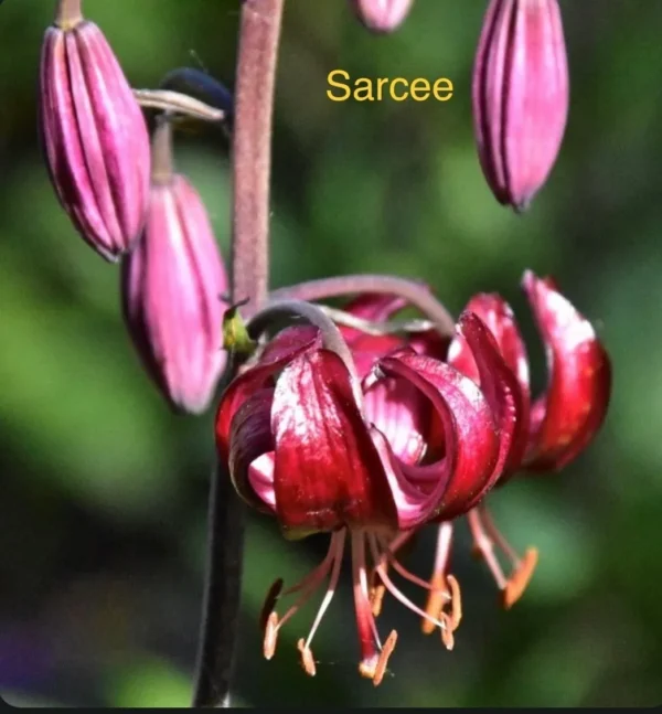 Curled red Turk's-cap lily with buds