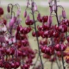 Deep burgundy Turk's cap lilies in bloom