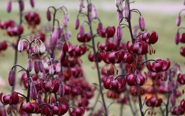 Deep burgundy Turk's cap lilies in bloom