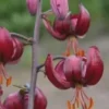 deep red nodding lily blossoms with orange stamens