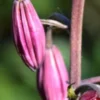 Close-up pink flower buds on slender stem