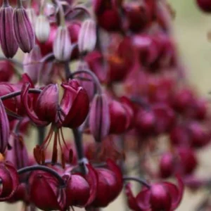 A close up of some purple flowers hanging from the side