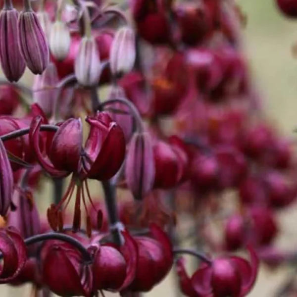 A close up of some purple flowers hanging from the side