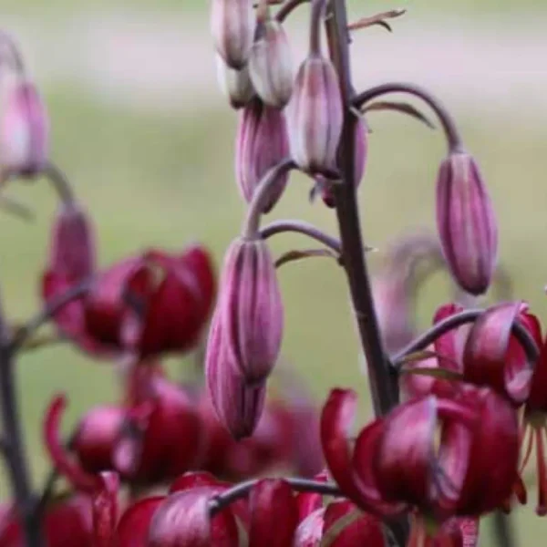 Deep maroon flowers with elongated purple buds