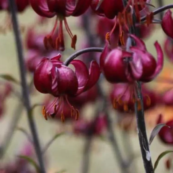 A close up of some purple flowers
