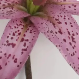Close-up of pink spotted lily petal