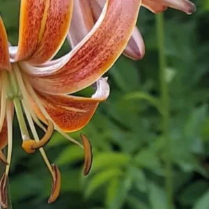 Close-up orange spotted lily with green background