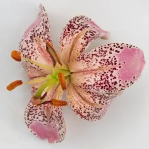 A pink flower with yellow spots on it.