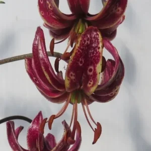 Spotted maroon Turk's-cap lily flower