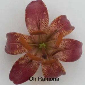 A close up of the flower with the words " oh ramona ".