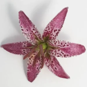 Pink spotted lily blossom on white background