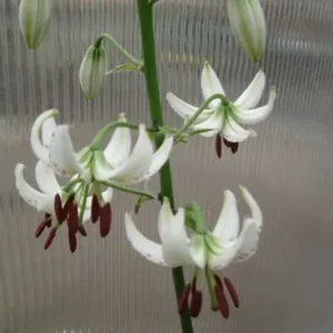 Cluster of hanging white lilies with maroon stamens