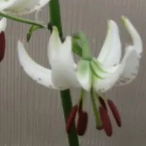 Recurved white lily with burgundy anthers