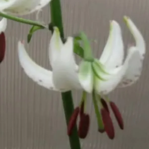Recurved white lily with burgundy anthers