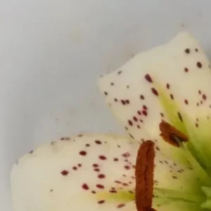 Creamy speckled lily petal with rust colored stamen