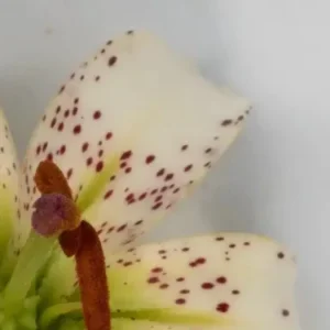 Speckled white lily closeup with stamens