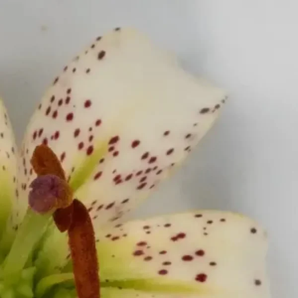 Speckled white lily closeup with stamens