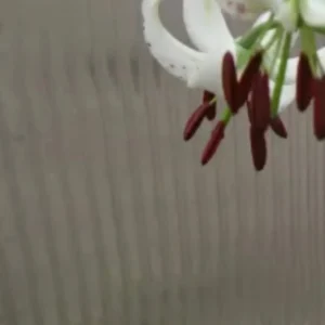 A close up of the flowers in the air