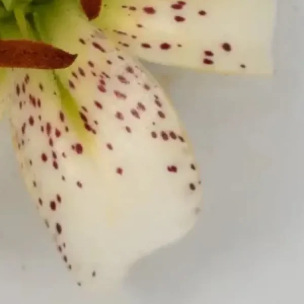 Speckled white lily petal close-up