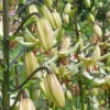 Cluster of pale yellow lily buds and blooms