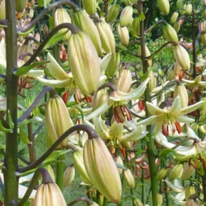 Cluster of pale yellow lily buds and blooms