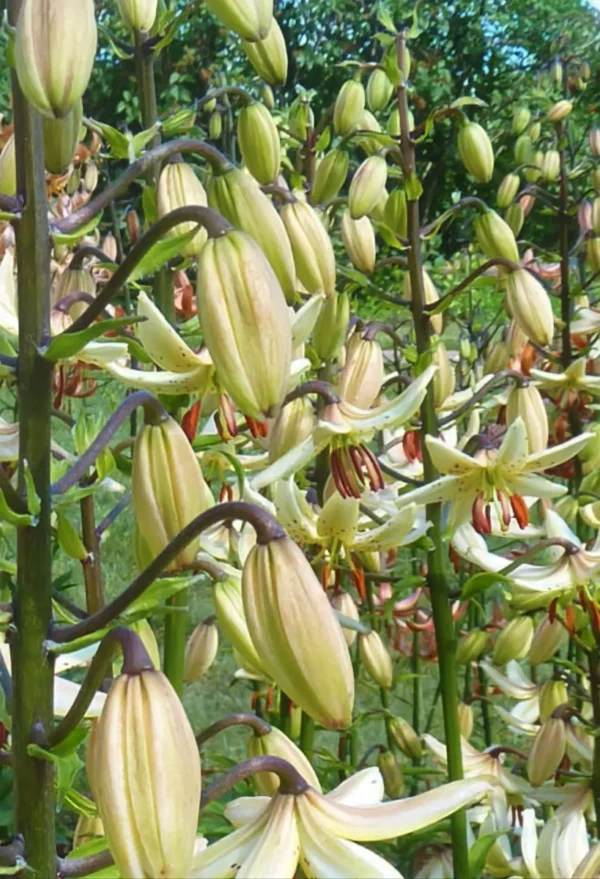 Cluster of pale yellow lily buds and blooms