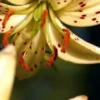 Close-up of spotted cream lily stamens