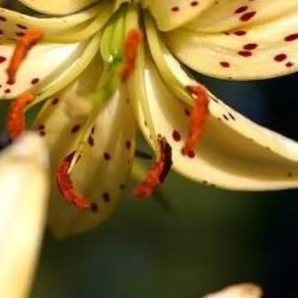 Close-up of spotted cream lily stamens