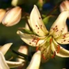 Close-up pale yellow spotted lily blossom