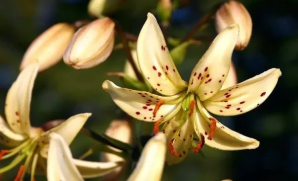 Close-up pale yellow spotted lily blossom