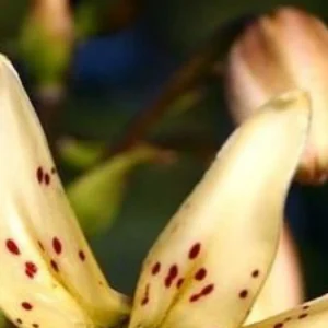 Pale yellow lily petals with maroon spots