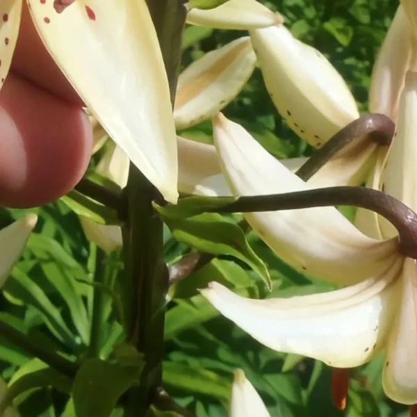 A person touching the flowers of a plant.