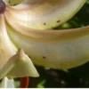 Close-up of pale spotted lily petals