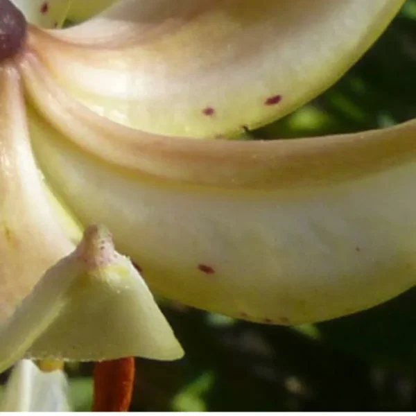 Close-up of pale spotted lily petals